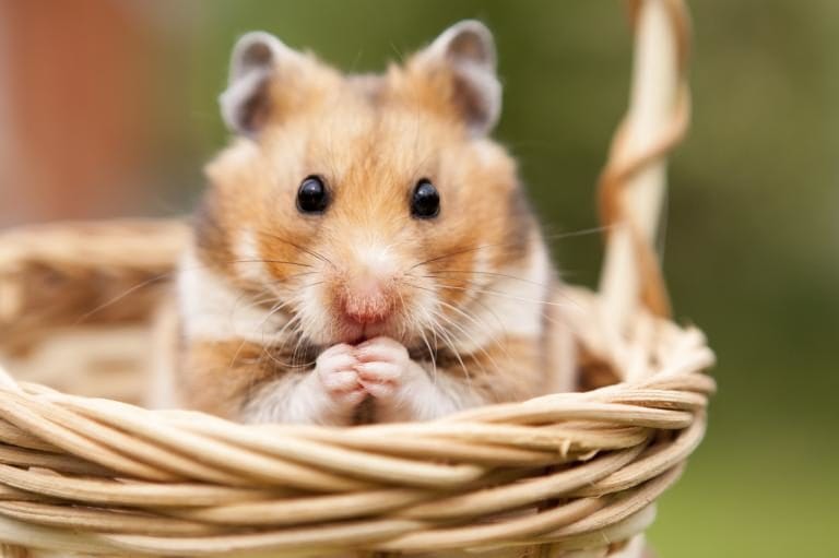 Huấn luyện chuột Hamster để chúng gần gũi với mình hơn