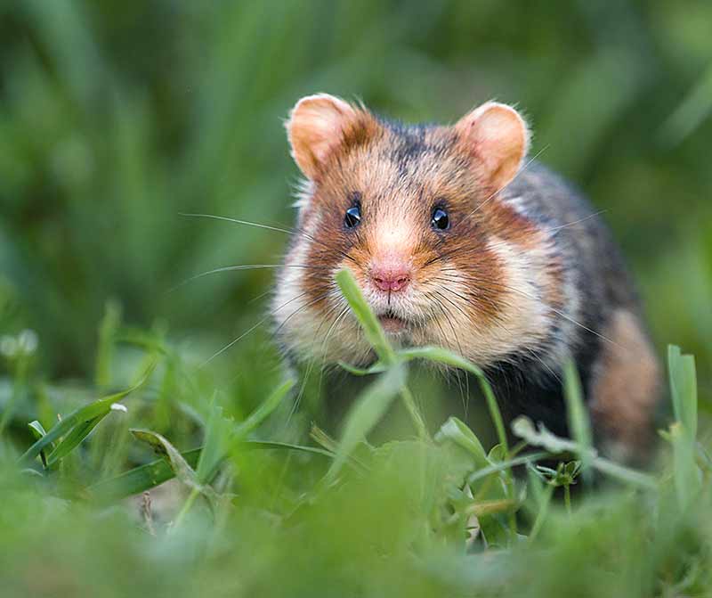 Nuôi chuột Hamster rất được ưa chuộng