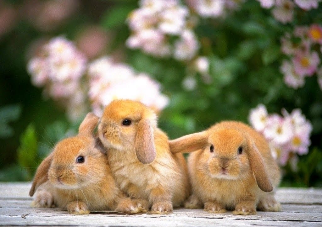 Những em thỏ kiểng mini dê thương