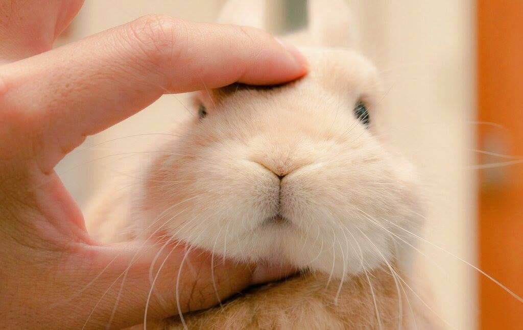 Bạn biết gì về thỏ?