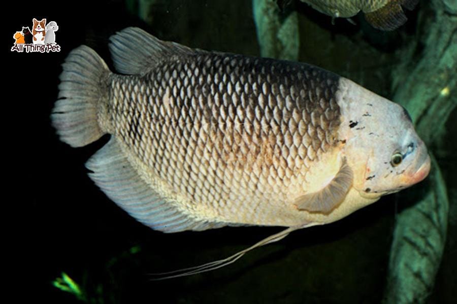 Các loại bệnh của Cá Tai Tượng và cách xử lí hiệu quả