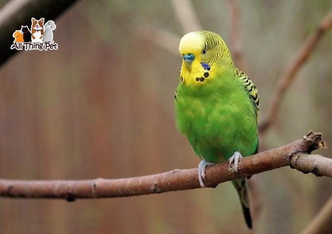 Những loài vẹt cảnh được ưa chuộng nhất hiện nay