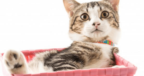 Cách cắt móng cho mèo nhẹ nhàng và đơn giản, không gây đau đớn