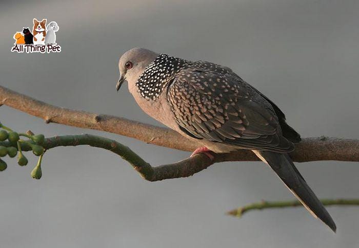 Cách chăm sóc chim Cu gáy vào giai đoạn thay lông