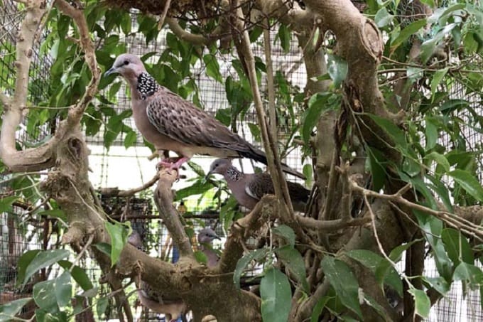 Vệ sinh tắm rửa sạch sẽ cho chim Cu gáy