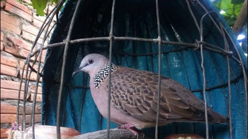 Trang bị lồng chim khoa học