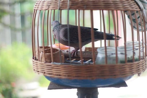 Vệ sinh tắm rửa sạch sẽ cho chim Cu gáy