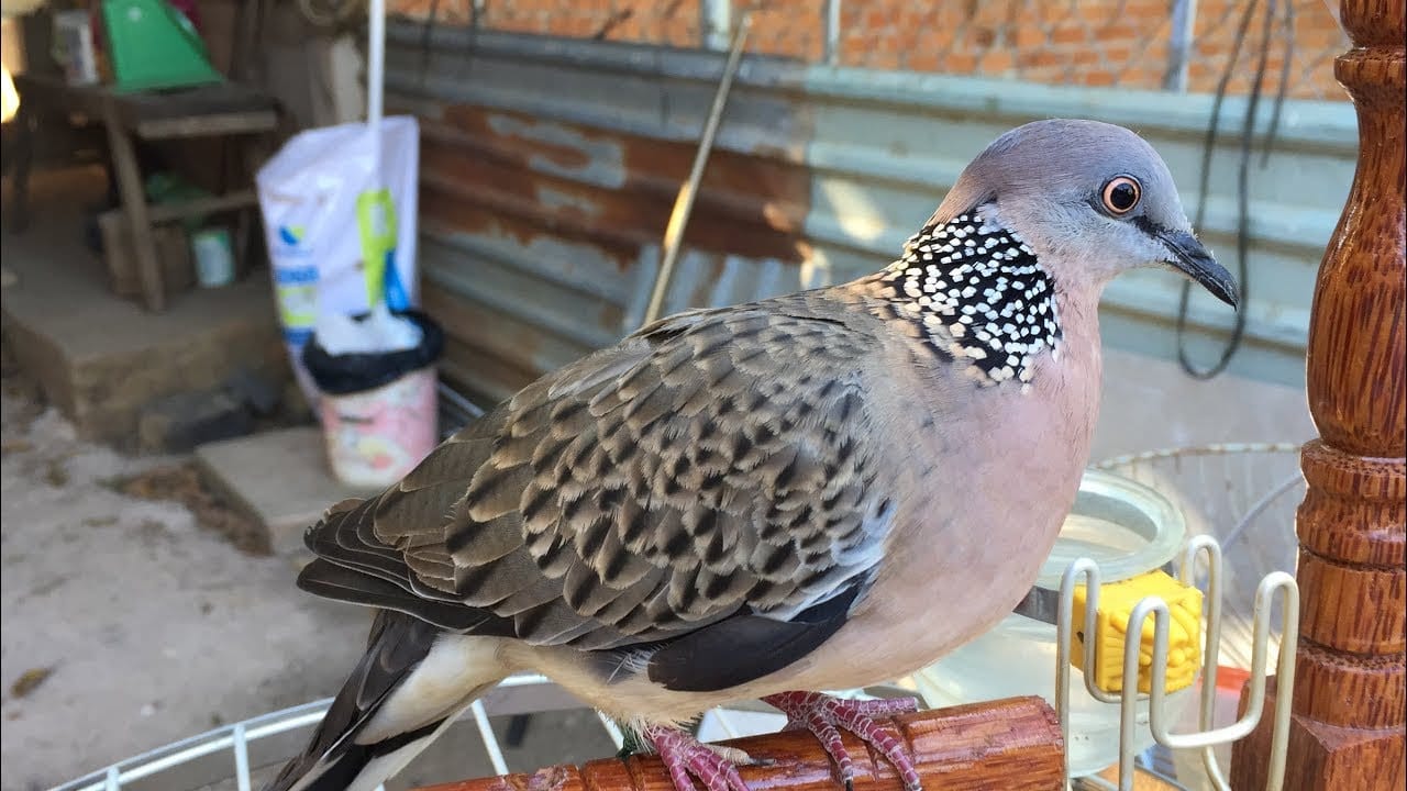 Một số loại thức ăn phù hợp với chim Cu gáy vào mùa thay lông