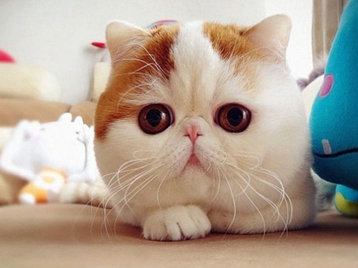 Mèo Ba Tư được mệnh danh là giống mèo sang chảnh nhất thế giới