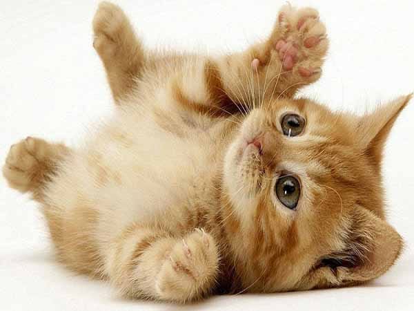 Mèo là vật nuôi khá gần gũi