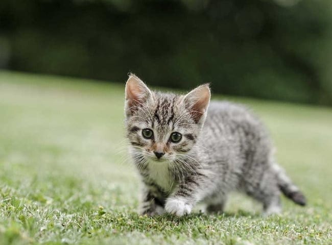 Mèo sơ sinh dưới 6 tuần tuổi
