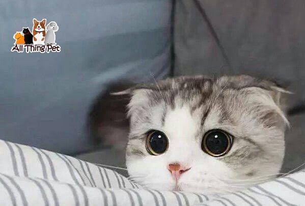 Cách chăm sóc mèo con từ nhỏ đến lúc trưởng thành - Thú Cưng