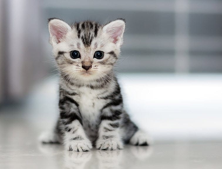 Mèo con từ 3 đến 6 tháng tuổi
