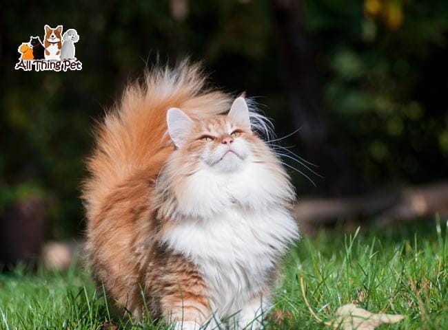 Để những chú mèo rừng Na Uy luôn khỏe mạnh, bạn cần làm gì?