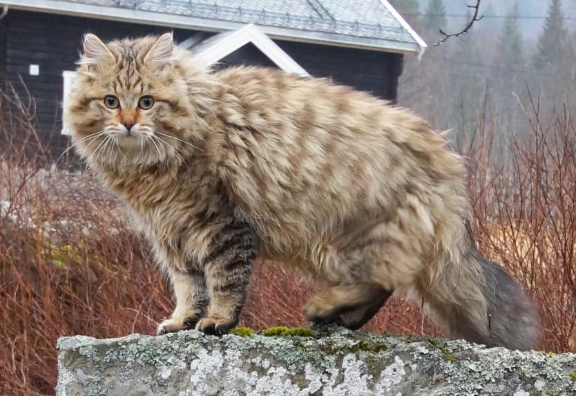 Mèo rừng Na Uy sở hữu bộ lông rất dày nên bạn cần vệ sinh thật kỹ
