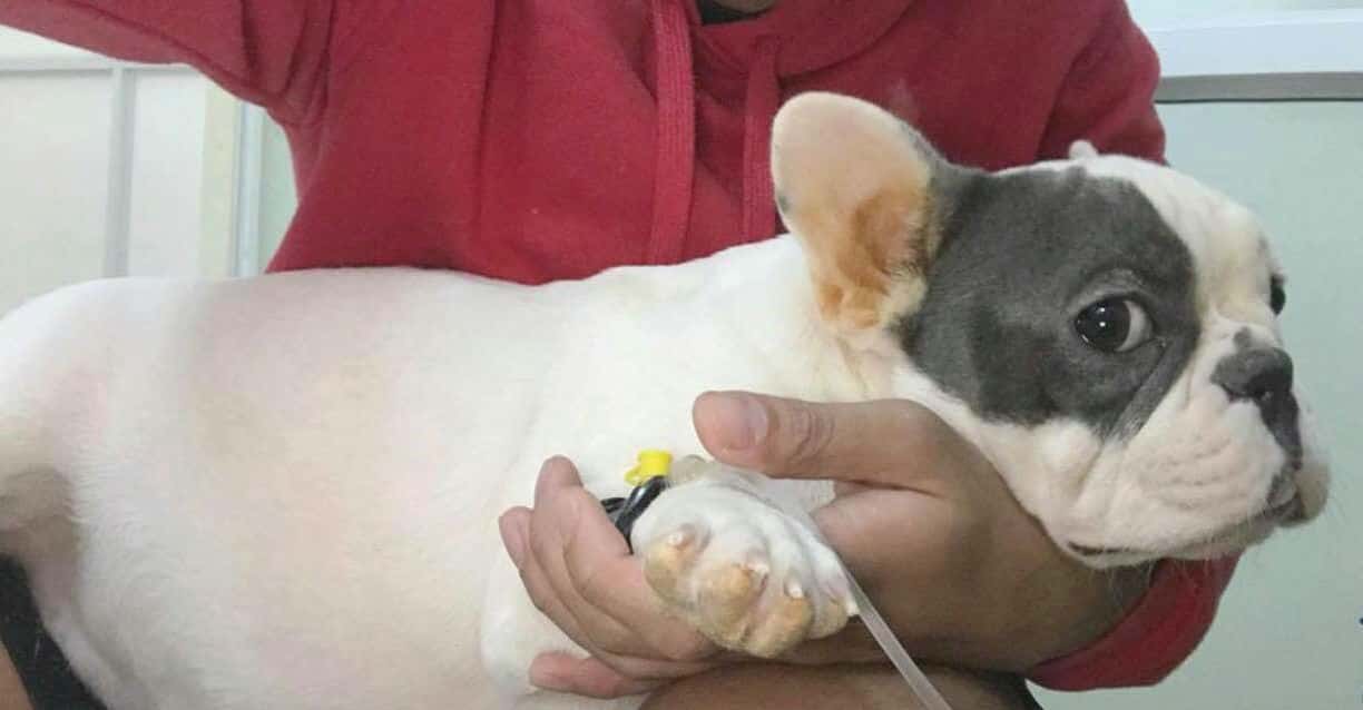 Cách chăm sóc và bí quyết chữa trị chó bệnh Care hiệu quả