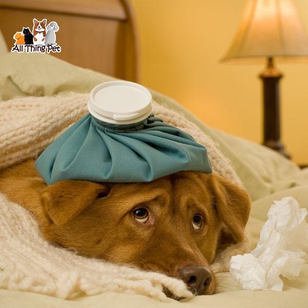 Cách chăm sóc và bí quyết chữa trị chó bệnh Care hiệu quả