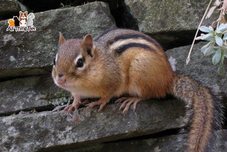 Cách chăm sóc và nuôi dưỡng sóc đất loài vật trung thành và quấn chủ