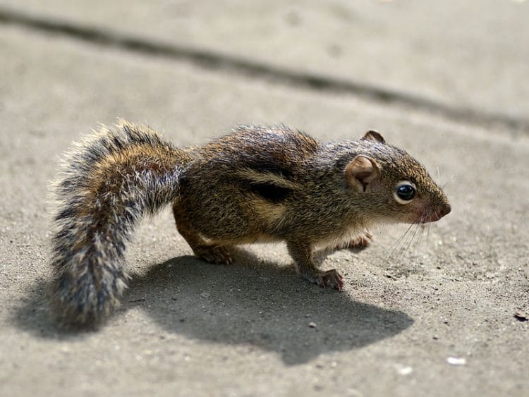 Một chú sóc nhỏ xinh