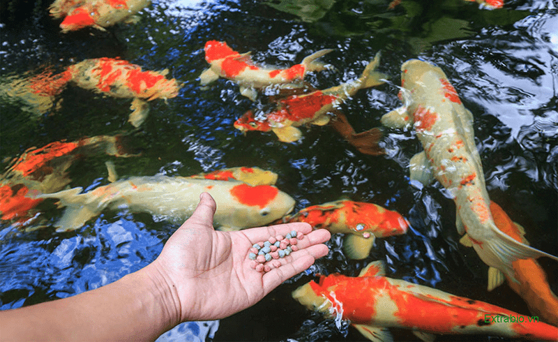 Thức ăn cho cá koi mùa sinh sản khác với bình thường