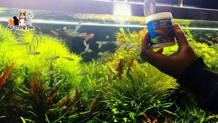 Cách cho cá thủy sinh ăn và lựa chọn thức ăn phù hợp