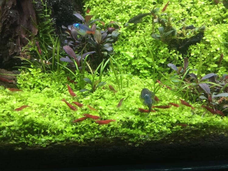 cho cá thủy sinh ăn