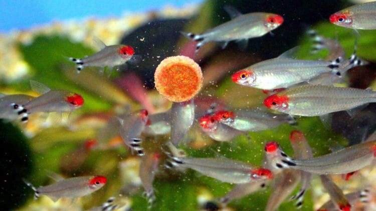 thời gian cho cá thủy sinh ăn