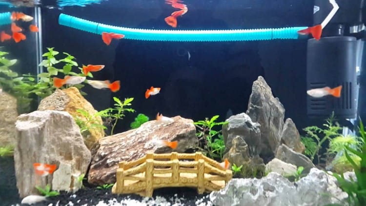 thức ăn cho cá thủy sinh