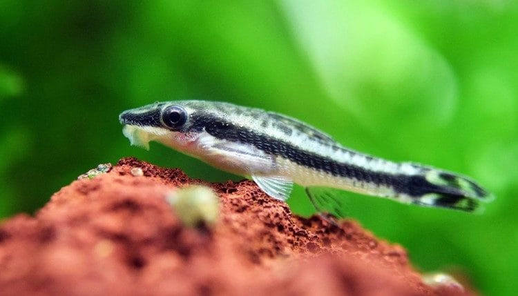 chăm sóc cá thủy sinh