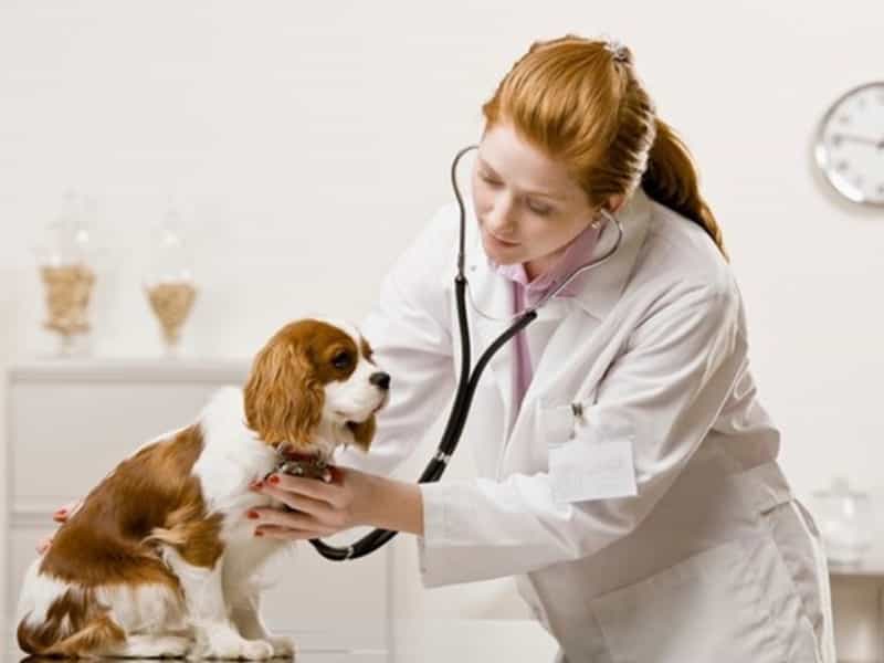 Cách chữa trị hiệu quả một số bệnh thường gặp ở chó con