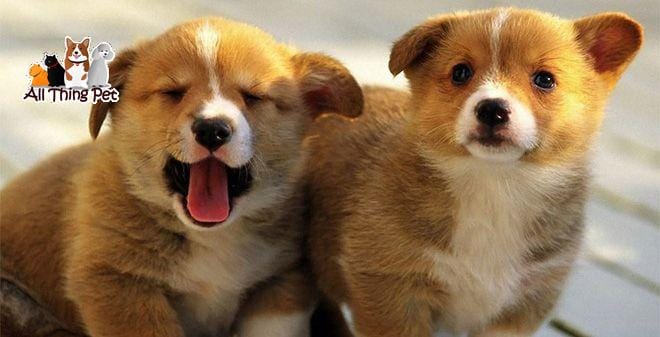 Cách chữa trị hiệu quả một số bệnh thường gặp ở chó con