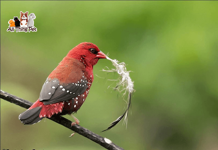 Bệnh ngoài da ở chim cảnh – Cách điều trị bệnh ngoài da