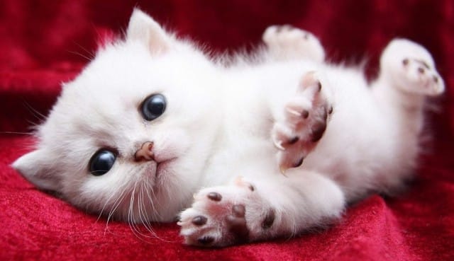 Cách chăm sóc mèo con trên một tháng tuổi
