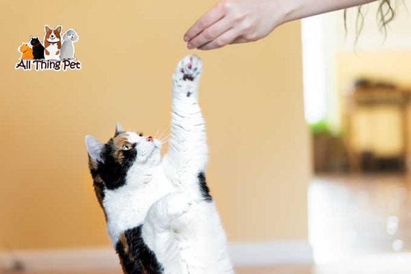 Hướng dẫn huấn luyện mèo con cho người mới tập nuôi