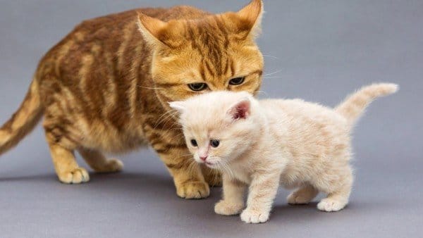 Thời gian qua, chúng tôi nhận được nhiều câu hỏi về cách nuôi, cách chăm sóc mèo con.