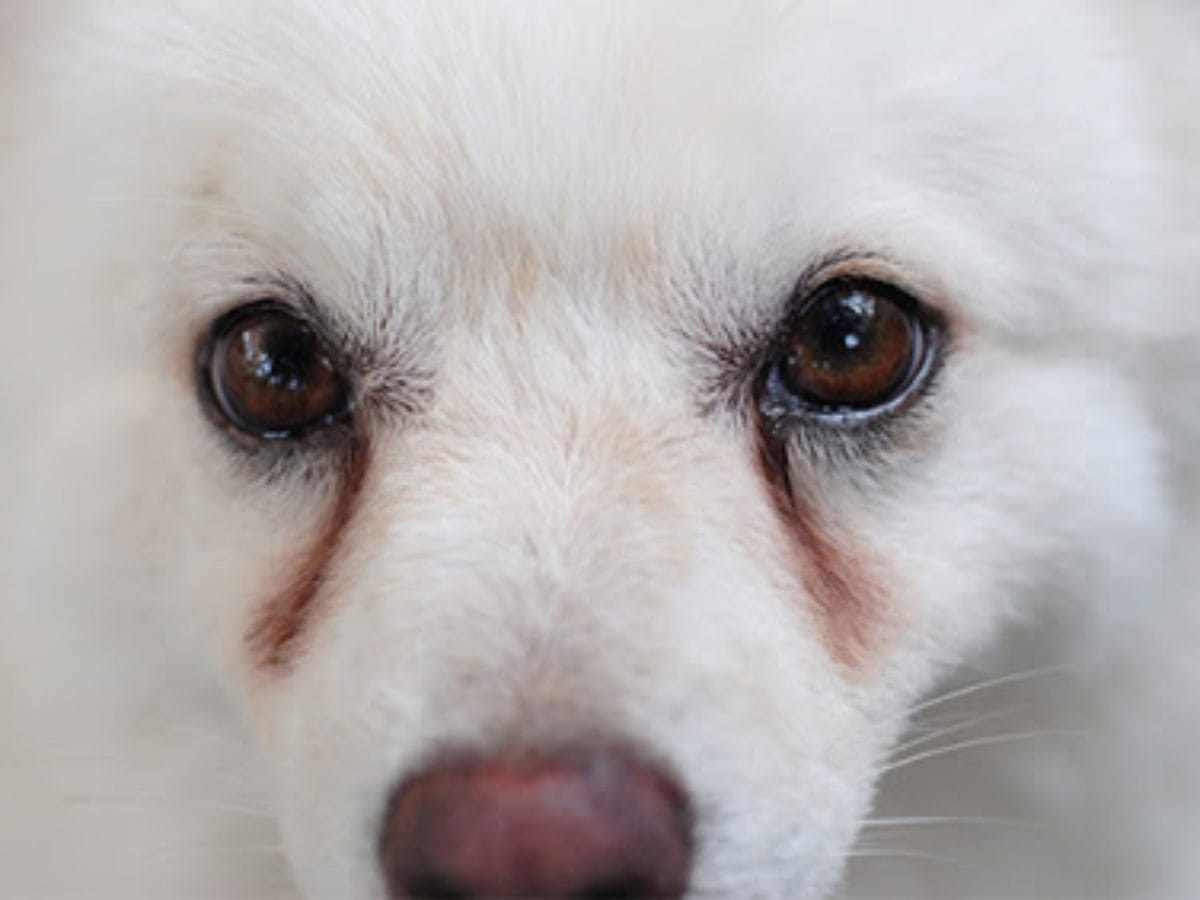 Độ tuổi chó bị viêm giác mạc 