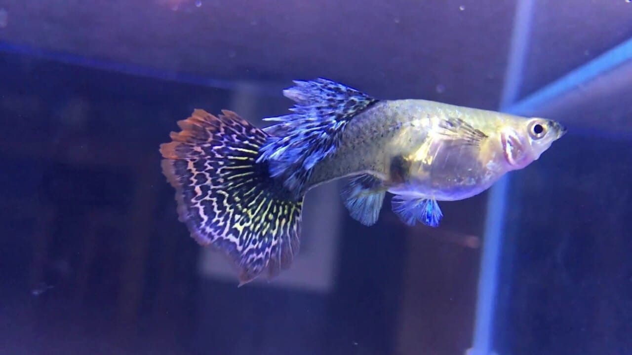 Vào giai đoạn cuối mang thai, cá 7 màu sẽ tách khỏi bầy, tìm một nơi kín đáo để sinh sản