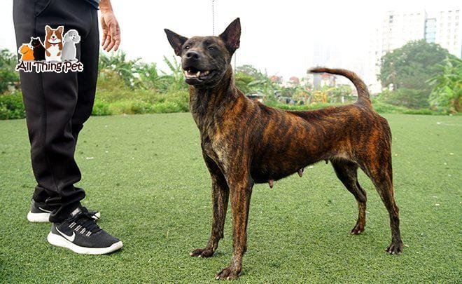 Cách nuôi chó Phú Quốc và huấn luyện để chó phát triển tốt nhất