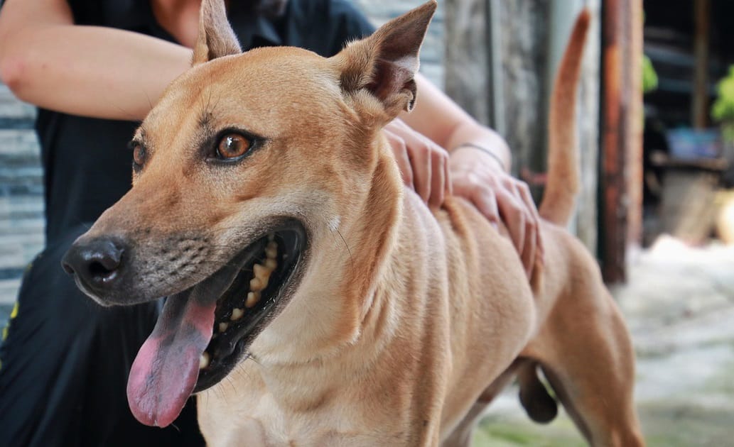 Những cách nuôi chó Phú Quốc cần biết