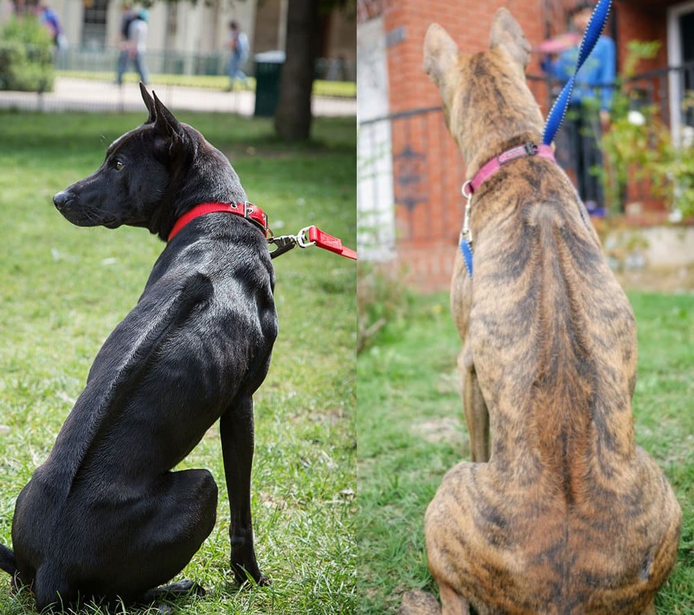 Điều kiện môi trường để chó Phú Quốc phát triển tốt nhất