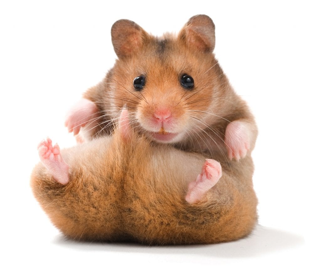 Thức ăn và nước uống cho hamster