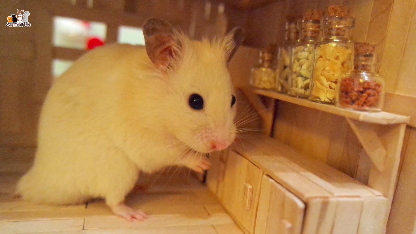 Cách nuôi chuột Hamster từ nhỏ cho đến khi trưởng thành