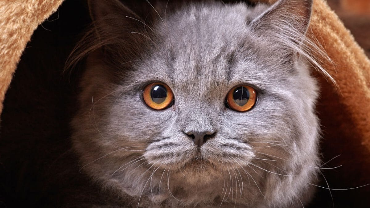 Cách tìm dịch vụ phối giống mèo ALN chất lượng tốt nhất.