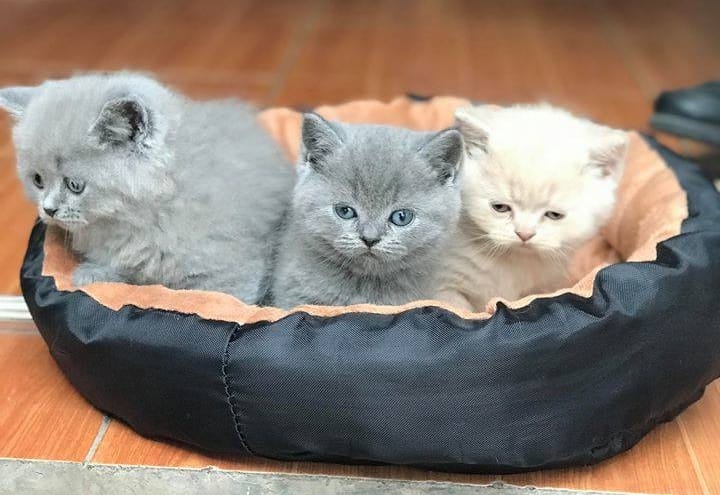 Nơi cung cấp dịch vụ phối giống mèo ALN uy tín, chất lượng.