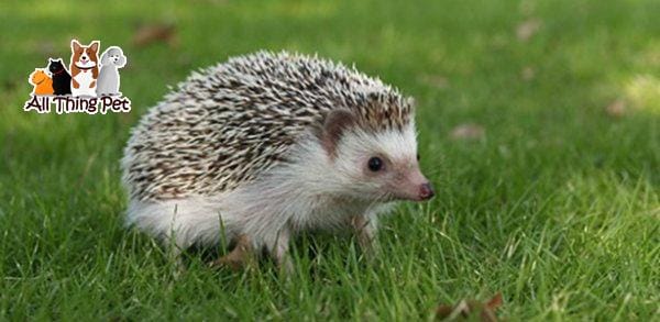 Phòng ngừa ve rận và ký sinh trùng cho nhím kiểng