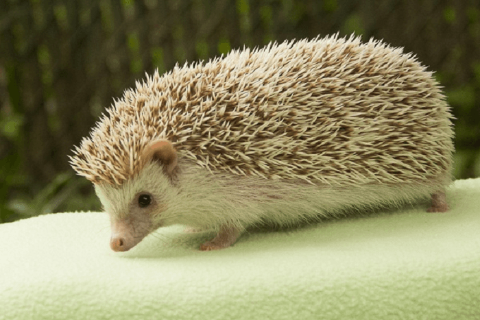 Nhím kiểng thích vận động