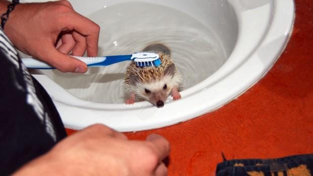 Tắm cho nhím kiểng