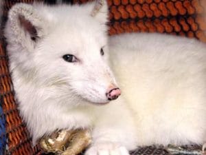 Cáo tuyết được nuôi làm cảnh