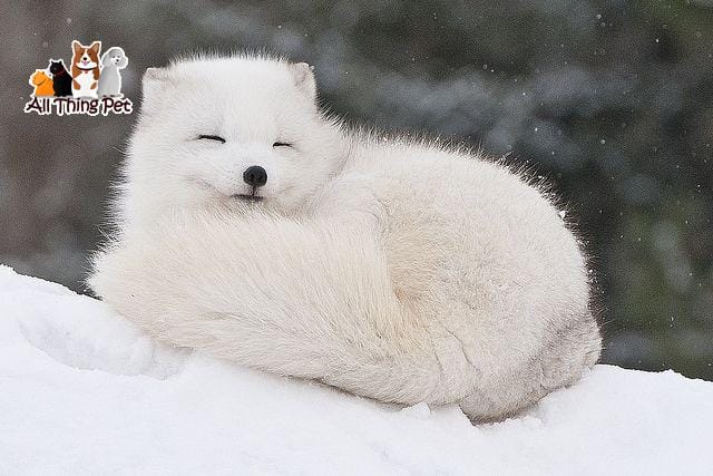 Giống cáo tuyết và câu chuyện ít ai biết về tập tính của chúng