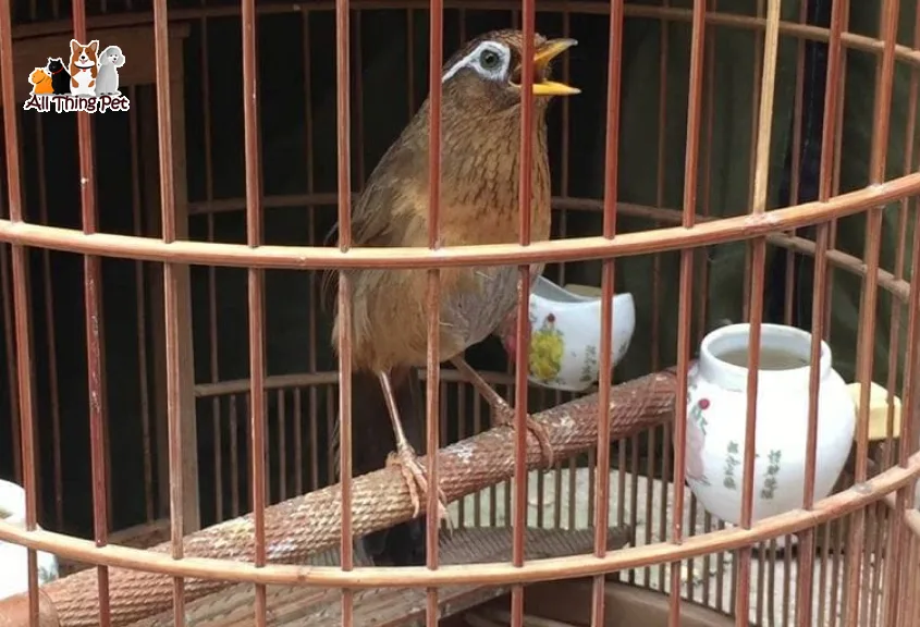 Duy trì môi trường sống phù hợp